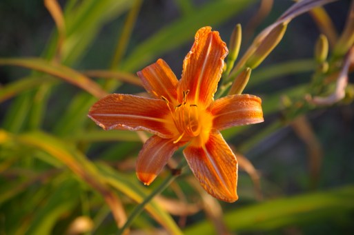 pictures with michael june 9 026 (2)