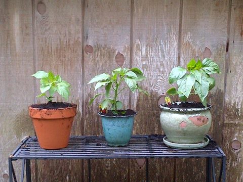 13133182_10208384568959282_830887679397207826_n