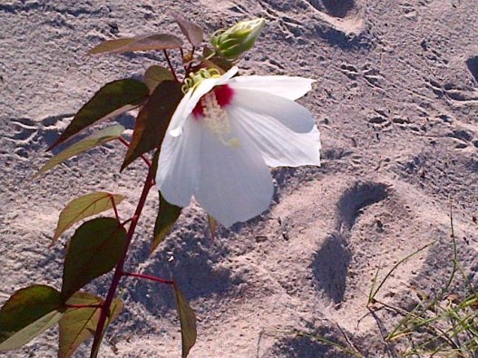 14088538_10209272109667245_6325731574787723766_n