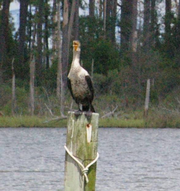 38133471_10215321655862119_5174830782975311872_n