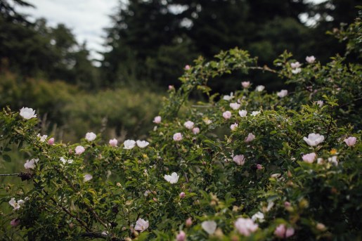 28992680643_ae19b9a539_h